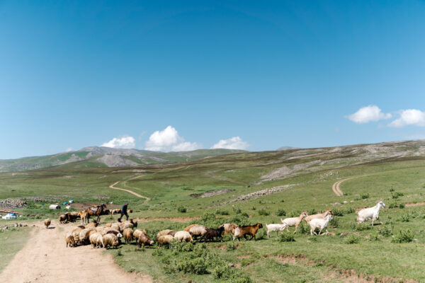 Shepherd in Azhdahak