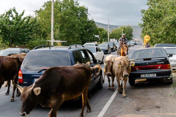 Cowherd on the streets of Armenia